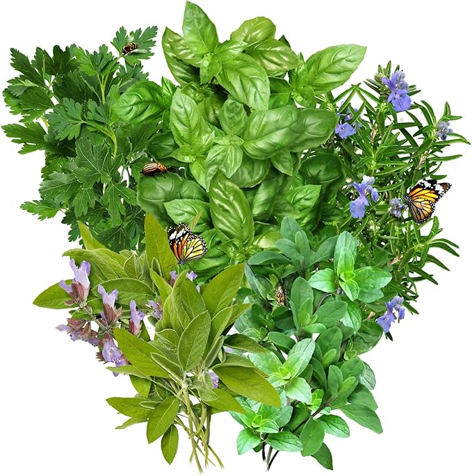 Seed Needs, Italian Herb Seed Packet Collection (5 Individual Seed Varieties for Planting) Non-GMO & Untreated - Oregano, Basil, Rosemary, Sage and Parsley