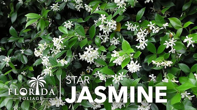 Star Jasmine | 10 Live Plants | Trachelospermum Jasminoides | Fragrant Blooming Evergreen Vine, Low Maintenance, Climbing, White Flowers, Attracts Pollinators, Drought Tolerant