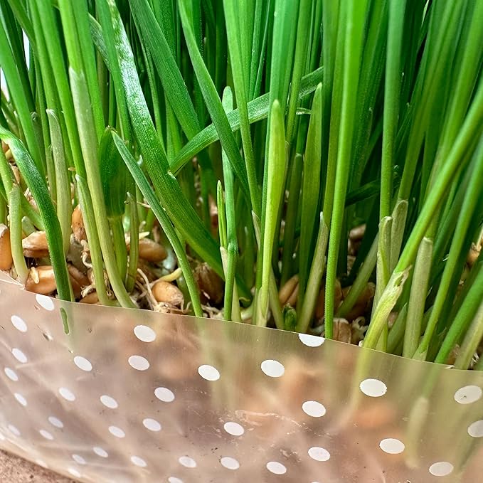 Organic Cat Grass Kit 3 Pack - Polkadot Grow Bags for Indoor Cats | Non GMO Mixed Heirloom Seeds | Wheatgrass - Oat Grass - Barley Grass Blend