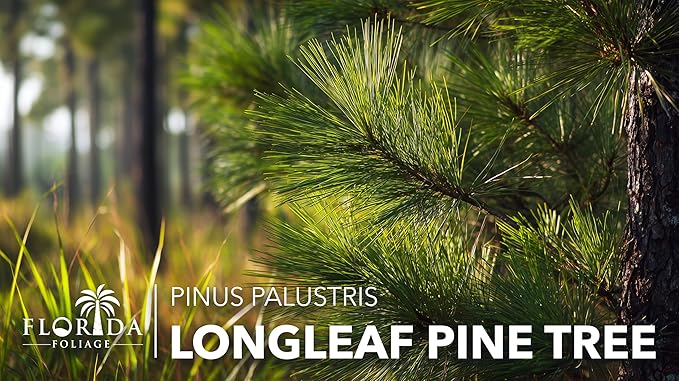 Longleaf Pine Tree | 40 Live Plants | Pinus Palustris | Fast Growing, Southern Yellow Evergreen, Ornamental Landscaping, Drought Tolerant, Native Habitat, Wildlife Friendly