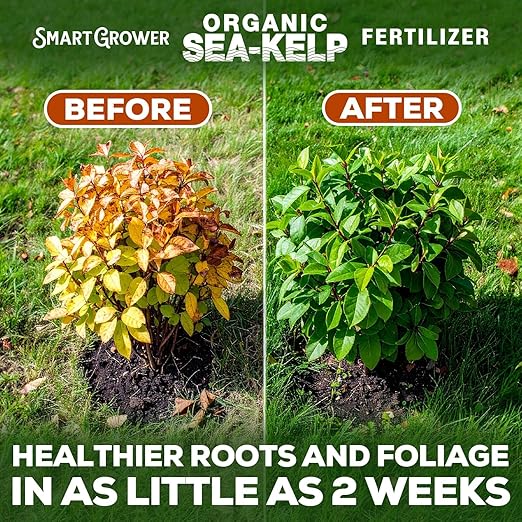 Organic Sea Kelp Fertilizer for Plants – Water-Soluble – Makes 50 Gallons – Kelp Meal Concentrate Plant Food – for Indoor Gardens, Hydroponics, Vegetables, Houseplants - Smart Grower - 2oz Bag