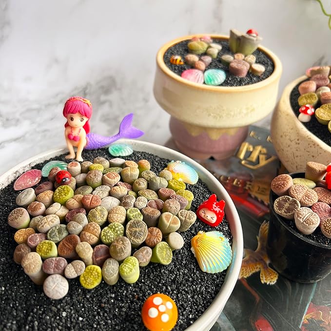 Lithops Random Mix Rare Live Succulent Plants, 30/50/100 Pcs Succulent Live Plant, Bare Root Without Pot Soil, Garden Indoor Office, Friend Plant Lovers Gifts (Normal 100pcs)