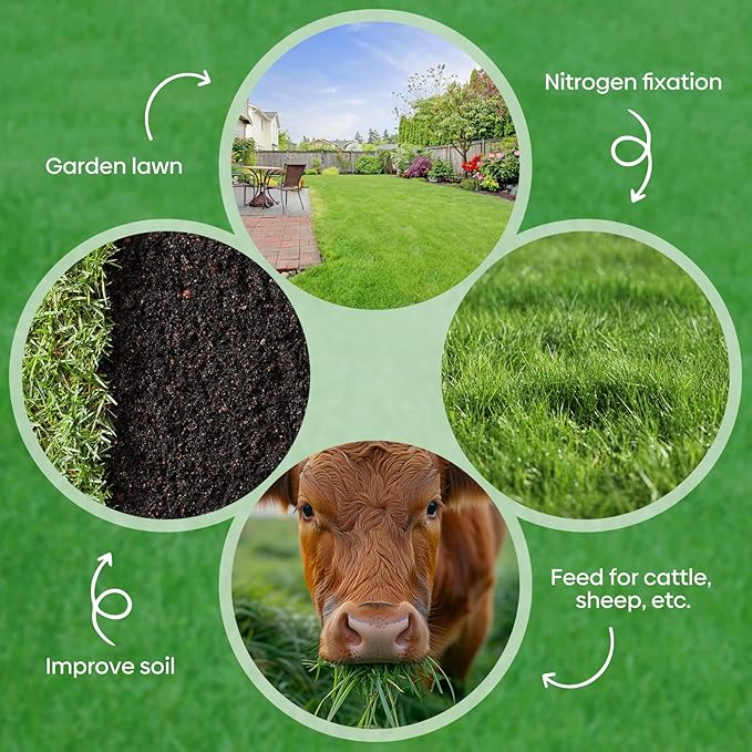 Winter Rye Seeds, 3lbs Non-GMO Cover Crop Seeds, Annual Secale Cereale to Plant for Lawn Alternative, Rye Grass Seed Grown in The USA