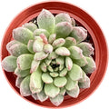 Sprout N Green Sedeveria Pink Ruby, Live Succulent Plant Fully Rooted in 4" Pot, Real House for Indoor Outdoor Home Office Wedding Decoration Party Favor