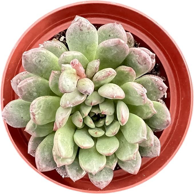 Sprout N Green Sedeveria Pink Ruby, Live Succulent Plant Fully Rooted in 4" Pot, Real House for Indoor Outdoor Home Office Wedding Decoration Party Favor