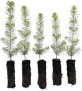 Norway Spruce Tree Seedling Plugs | 6"-12" | Arbor Day Foundation (5-Pack)