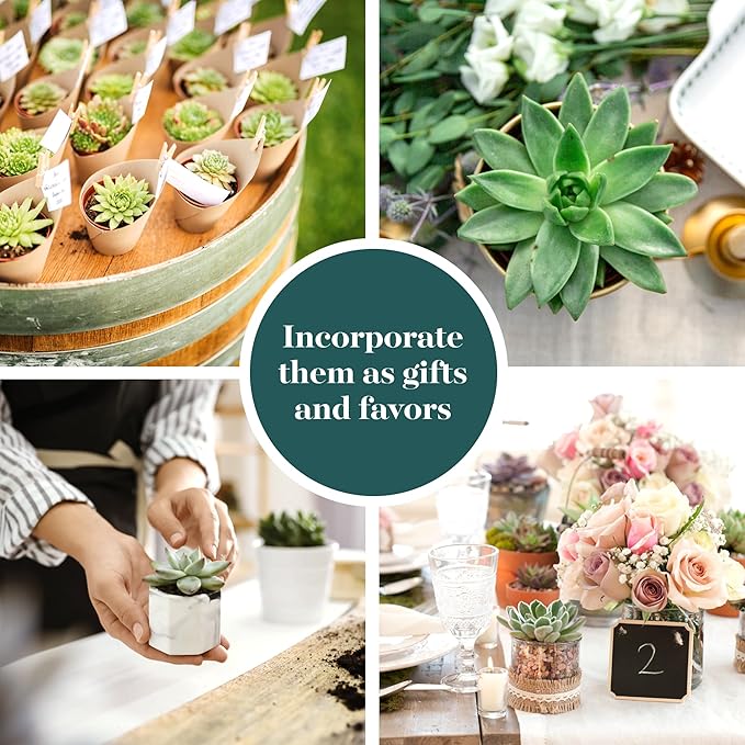 Shop Succulents Rosette Succulent Plant Pack Bulk Collection - Live Mini Succulent Plants, Low Maintenance, Floral Shaped Mix of Colors & Textures - Wedding and Party Favors, Gift & Garden, Pack of 40