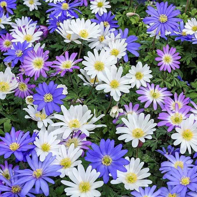 Amazing Deal! Anemone Blanda “Fireworks” Bulbs – Colorful Perennial Flowers | Shade-Loving Windflowers in Purple, White, Pink & Blue | Attracts Butterflies & Bees | Zones 3–8 (15 Bulbs)