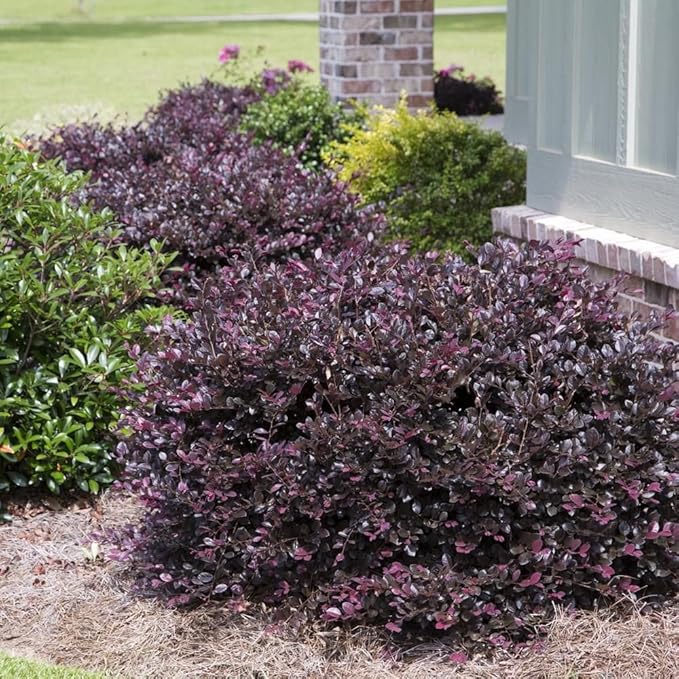 Plum Delight Loropetalum - Live Plant - (2.5 QT)