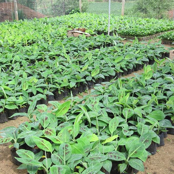 Basjoo Banana Plant Live for Planting, Banana Trees Live Plants for Outdoor Indoor Planting, Cold Hardy, 4-7" in Tall, No Pot, Musa Plant