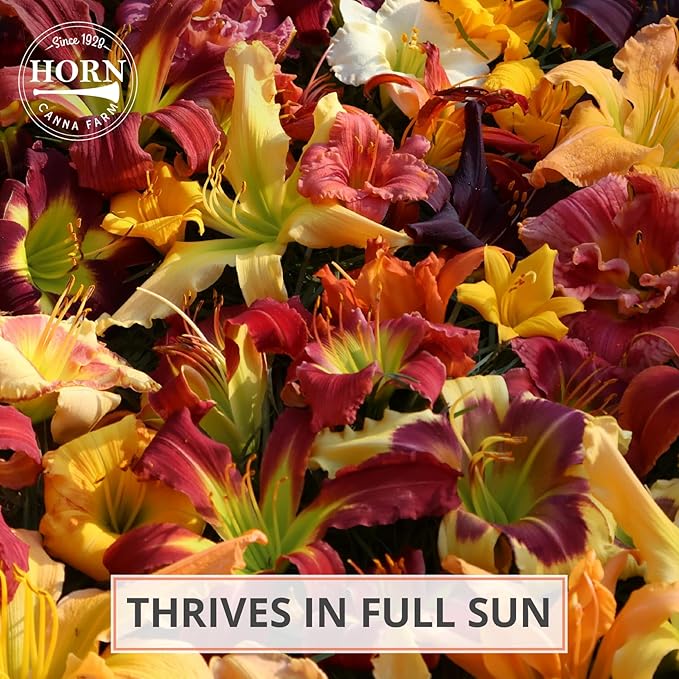 Kwanso Daylily Flower Bulbs – Double Orange Petals with Red and Gold Hues – Vigorous, Drought-Tolerant Summer Perennial (Zones 3–9) Fall Planting Spring Blooming