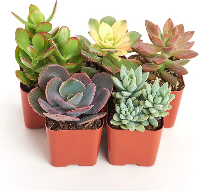 Shop Succulents | Unique Collection | Assortment of Hand Selected, Fully Rooted Live Indoor Succulent Plants, 5-Pack