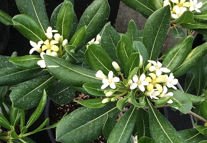 Compact Green Pittosporum | 30 Live Plants | Pittosporum Tobira | Beautiful Fragrant Flowering Low Maintenance Shrub