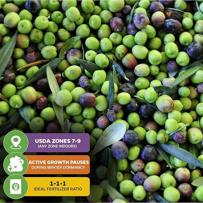 Arbequina Olive Tree Live Plant - Olea europaea 'Arbequina' by Wellspring Gardens - Fresh Homegrown Olives - Ideal for Mediterranean Garden Plant Vegetable Plant