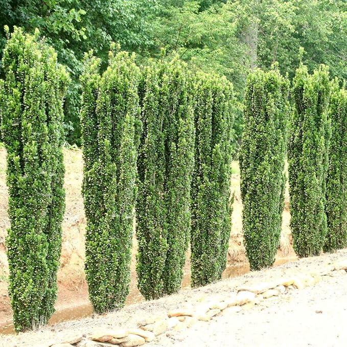 Sky Pencil Japanese Holly - 20 Live Plants - Ilex Crenata - Formal Low Maintenance Evergreen