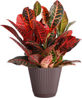 Thorsen's Greenhouse Live Petra Croton Plant, Codiaeum Variegatum, Colorful Foliage, Live Indoor Houselant (Chocolate, 6-inch Pot)