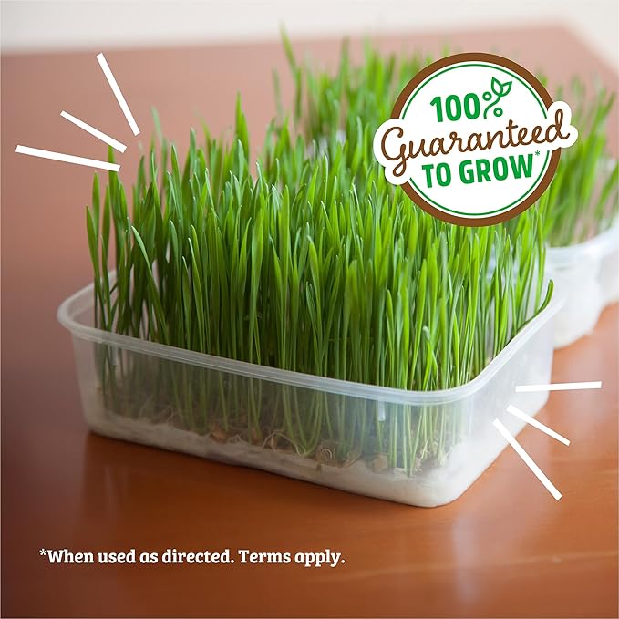 Back to the Roots 100% Organic Wheatgrass Seeds | 1 Pound Non-GMO | Nutrient Dense, Easy to Grow | Cat Grass Planter Seeds