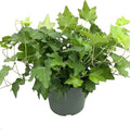 Green English Ivy - Live Plant in a 6 Inch Pot - Hedera Helix - Beautiful Easy Care Indoor Air Purifying Houseplant Vine