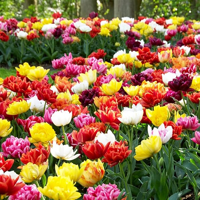 Whole Spring Tulip Bulbs Mix, 50 Pieces, Exclusive Tulips from Holland, 15 Varieties, Hardy and Perennial, Tulips for Garden, Pots, Balcony (Large Bulbs, No Seeds, Not Artificial)