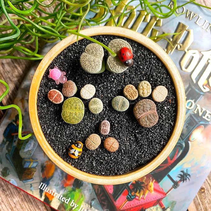 Lithops Random Mix Rare Live Succulent Plants, 30/50/100 Pcs Succulent Live Plant, Bare Root Without Pot Soil, Garden Indoor Office, Friend Plant Lovers Gifts (Large 100pcs)