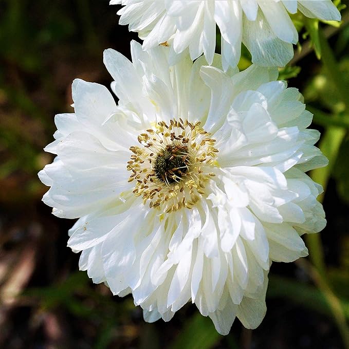 Easy to Grow Anemone Mount Everest - 20 Plant Bulbs, Double White Flowers in Spring Outdoor, Full Sun