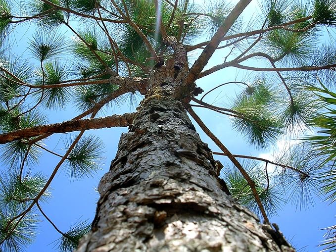 Slash Pine Tree | 3 Large Gallon Size Pots | Pinus elliottii | Fast-Growing Evergreen | Landscape Shade Plants