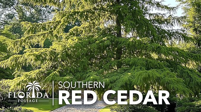 Southern Red Cedar Tree | 20 Live Plants | Juniperus virginiana Silicicola | Fast Growing Evergreen Hardy Trees