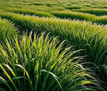 Rye Cover Crop Seeds - Non-GMO Rye Grain (20 Pound Bag) - Winter Rye Seeds
