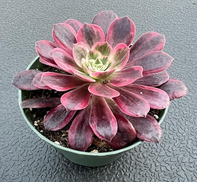 Sprout N Green Aeonium 'White Wedding Dress', Live Rare Succulent Potted 4" Planter, Real House Plant for Party Favors Home Indoor Outdoor Garden Wedding Decoration DIY Projects