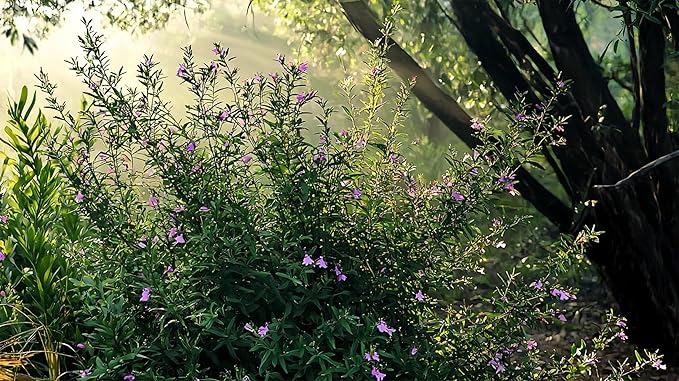 Mexican Heather Purple | 3 Live Plants | Cuphea Hyssopifolia | Drought Tolerant, Evergreen Shrub, Low Maintenance, Flowering Blooms, Full Sun, Ground Cover, Year-Round Interest, Outdoor Garden