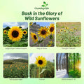 Outsidepride Wild Sunflower Seeds for Planting - 1000 Pcs Annual, Easy to Grow Flower Seeds w/Vibrant, Abundant Blooms for Cut Flower Arrangements & Pollinator & Vegetable Gardens