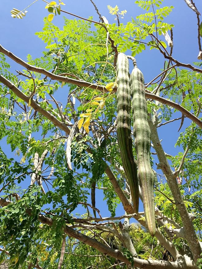Moringa Tree Live Moringa Plant with Moringa Seeds, Non GMO, Organically Grown Moringa Tree Seedling with Moringa Seeds, Live Moringa Plant