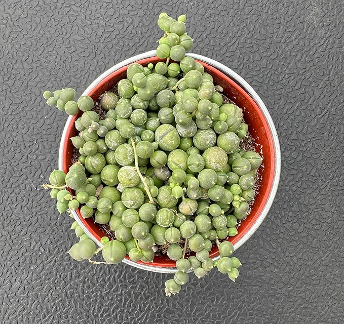 Sprout N Green 4" String of Pearls with Vintage Metal Pot, Live Trailing Succulent House Plant for Home Office Wedding Hanging Decoration, DIY Projects, Party Favor