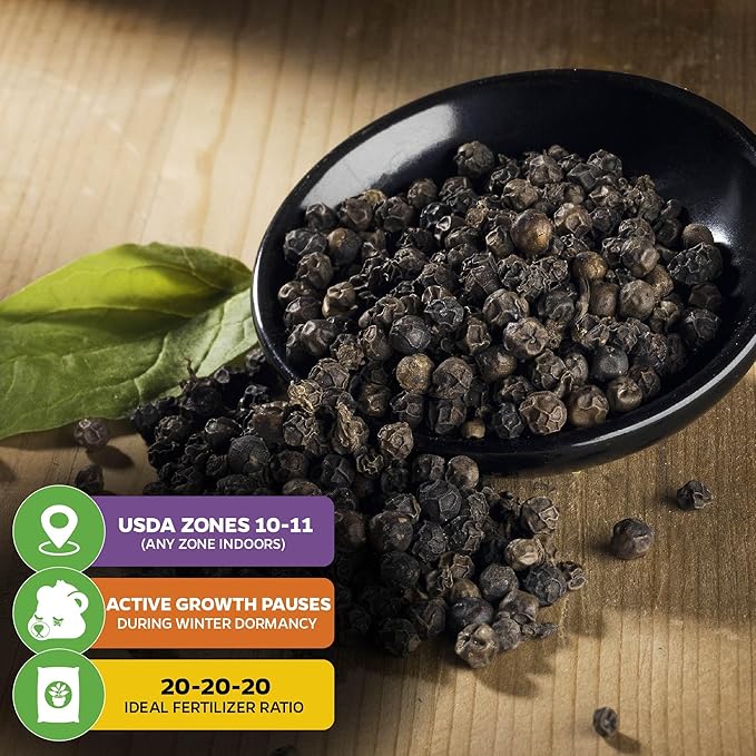 Black Pepper - Piper nigrum - Wellspring Gardens Starter Plant, Live Peppercorn Tree, Herb for Indoor/Outdoor Growing, Dwarf Fruit Plant, Ready for Planting in Gardens, Variety for Cooking and Spices