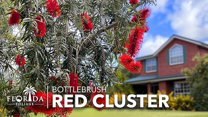 Red Cluster Bottlebrush | 30 Live Plants | Callistemon | Low Maintenance Shrub, Drought Tolerant, Vibrant Red Blooms, Evergreen Foliage, Hummingbird Magnet, Fast Growing, Ornamental Garden Accent