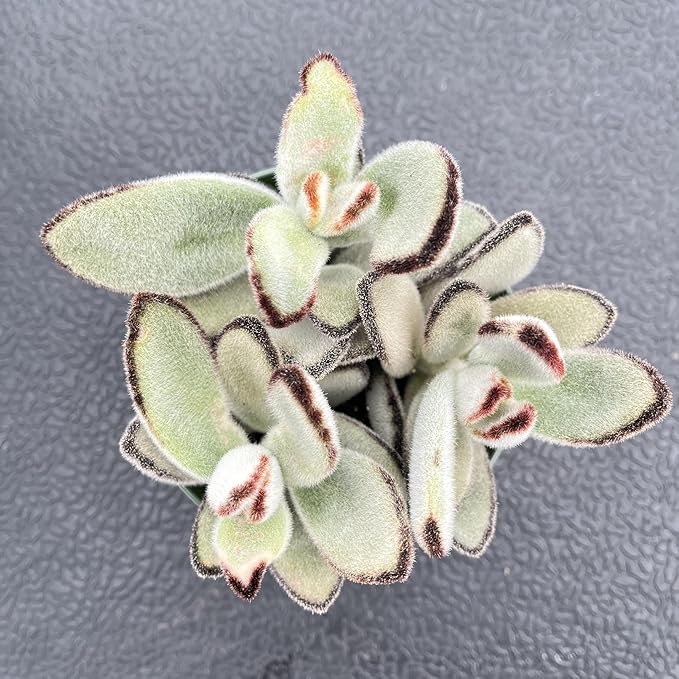 Sprout N Green Kalanchoe Tomentosa Daruma, Live Cactus Plant Fully Rooted in 4" Pots with Soil Mix, Houseplant for Indoor Outdoor Home Office Decor