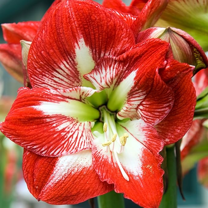 Easy to Grow Amaryllis 'Candy Cane Collection' Plant Bulbs (3 Bulbs) - Mixed Red & White Flowering Blooms for Indoor & Outdoor Gardens