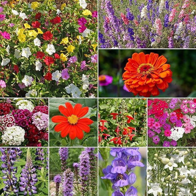 Ferry-Morse Hummingbird Mix Bulk Flower Seeds, 1lb