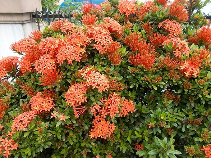 Ixora Dwarf Carmen | 3 Live Plants | Ixora Coccinea 'Dwarf' | Flowering Shrub | Tropical Garden Plants
