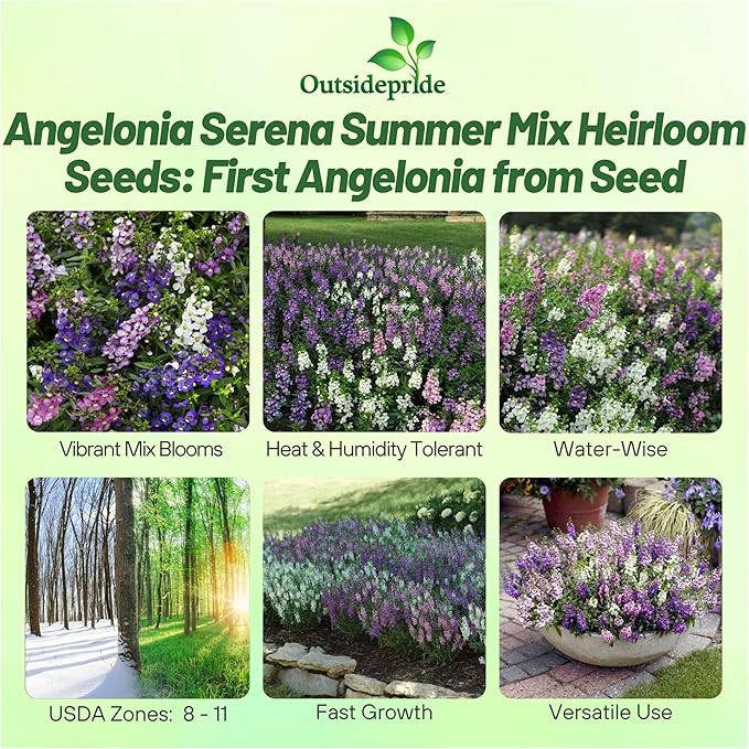 Outsidepride Serena Mix Angelonia Snapdragon Seeds for Planting - 10 Pcs Perennial Flower Seeds, Pollinator-Friendly, Heat, Humidity & Drought-Tolerant, Compact Growth Habit for Containers