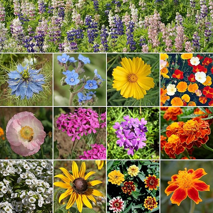 Ferry-Morse Colorscape Mix Bulk Flower Seeds, 1lb
