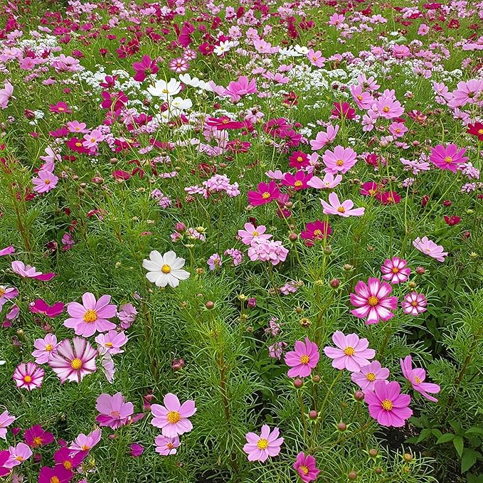 Ferry-Morse Cosmos Mix Bulk Flower Seeds, 1lb