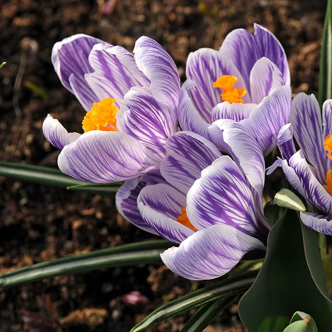 Easy to Grow Crocus Vernus King of The Stripes 20 Plant Bulbs - Violet & White Flowers in Late Winter to Spring, Full Sun Outdoor Zones 3-8