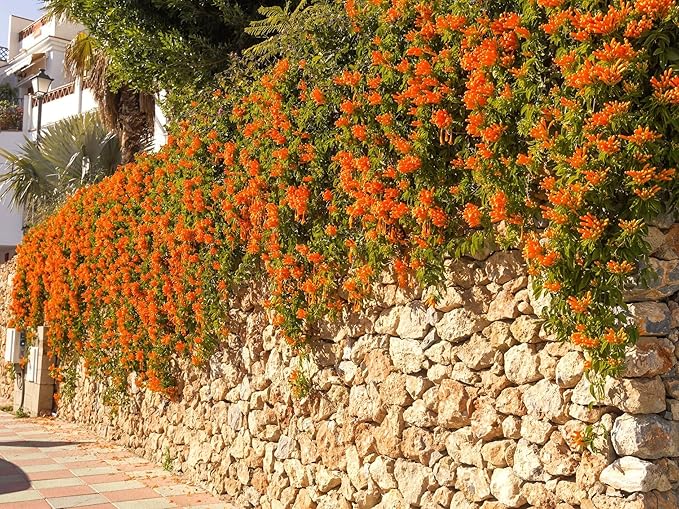 Greenwood Nursery: Live Perennial Plants - Tangerine Beauty Vine + Bignonia Capreolata - [Qty: 2X Pint Pots] - (Click for Other Available Plants/Quantities)