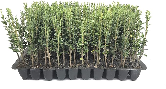 Sky Pencil Japanese Holly - 20 Live Plants - Ilex Crenata - Formal Low Maintenance Evergreen