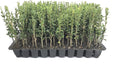 Sky Pencil Japanese Holly - 20 Live Plants - Ilex Crenata - Formal Low Maintenance Evergreen