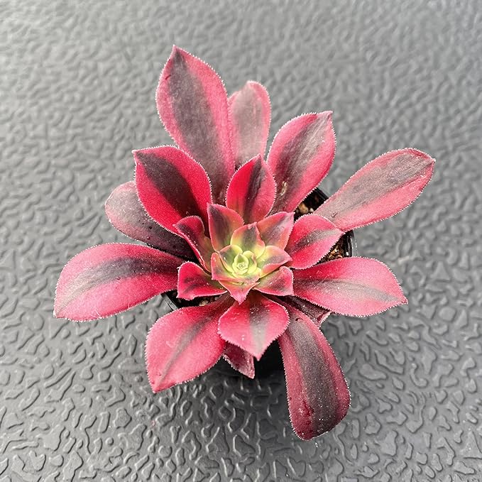 Sprout N Green Aeonium 'Meidusha', Live Rare Succulent Potted 2" Planter, Real House Plant for Party Favors Home Indoor Outdoor Garden Wedding Decoration DIY Projects