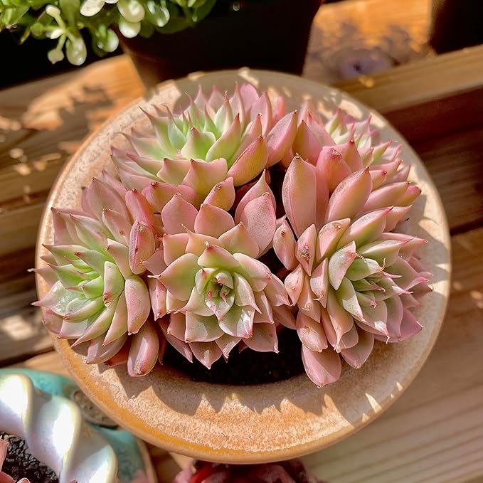 FWPP Succulents Live Echeveria Margaret,Pink Multi Headed Clustered Rare Plants,Bare Root Without Pot Soil,Indoor Live Succulent Plants are Suitable as Gifts and Decorations
