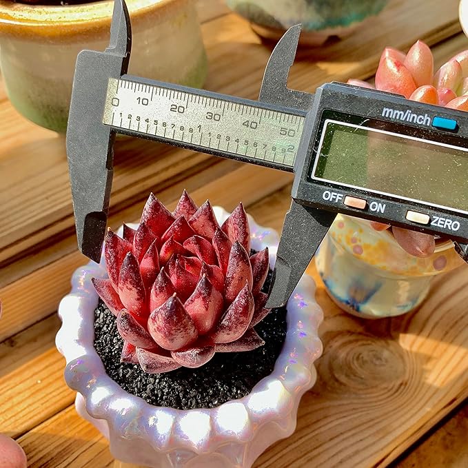 Echeveria Agavoides Romeo Rare Live Succulent Plants, Red 1 Head 2.7" Live Plant, Bare root without Pot Soil, Garden Indoor Office Desk, Wedding Party Baby Shower Decoration, Friend Plant Lovers Gifts