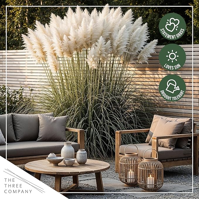 Ornamental Assorted Pink and White Grass (2 Plants Per Pack) - Live Decorative Plant - 12" Tall by 6" Wide in 1.5 Qt Pot